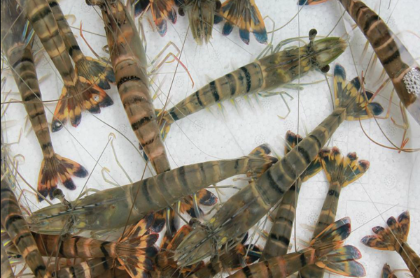 Tôm Sú Sống ( Kg )